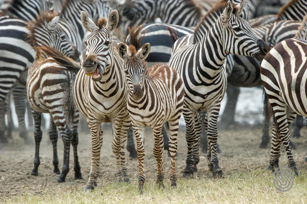 Serengeti Serena Safari Lodge Zewnętrze zdjęcie
